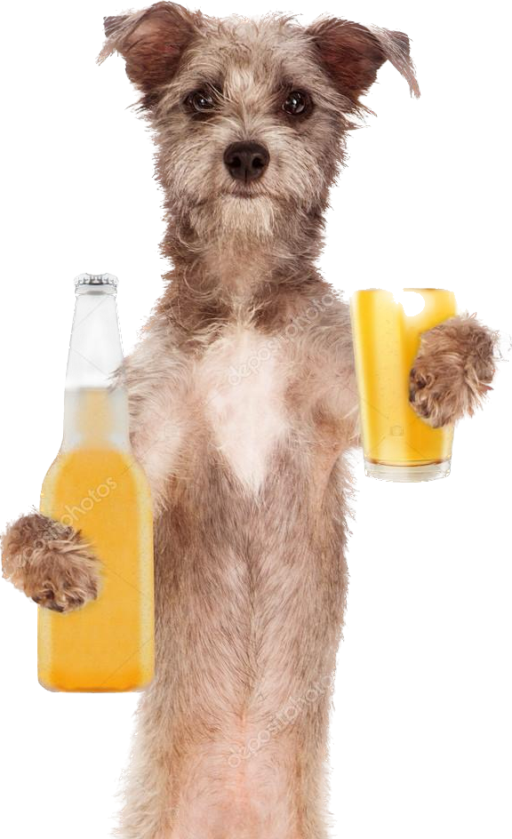 dog with beer